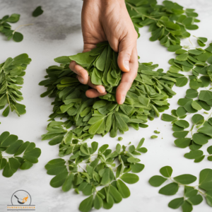 Prepare the moringa leaves